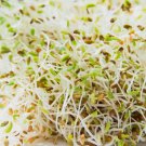 Alfalfa Sprouting 1500 Seeds Vegetable Herb Garden Seed Packs for Sale