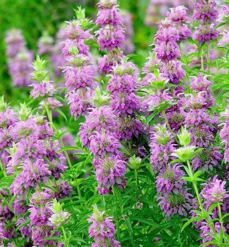 Monarda Citriodora Lemon Mint 1000 Seeds Vegetable Herb Garden Seed Packs for Sale