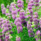 Monarda Citriodora Lemon Mint 1000 Seeds Vegetable Herb Garden Seed Packs for Sale Monarda Citriodora Lemon Mint 1000 Seeds Vegetable Herb Garden Seed Packs for Sale