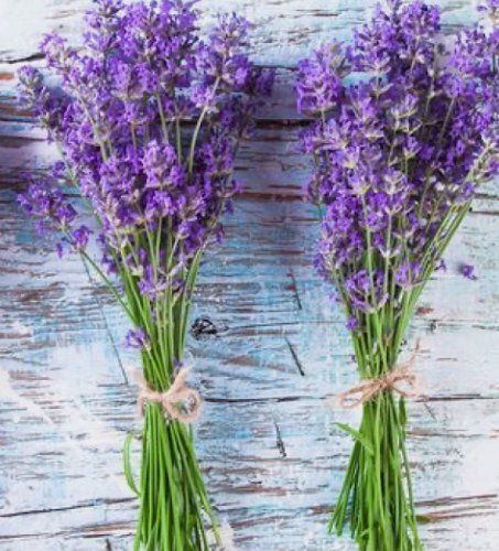 Lavender Lavandula Angustifolia 600 Seeds Vegetable Herb Garden Seed Packs for Sale