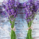 Lavender Lavandula Angustifolia 600 Seeds Vegetable Herb Garden Seed Packs for Sale