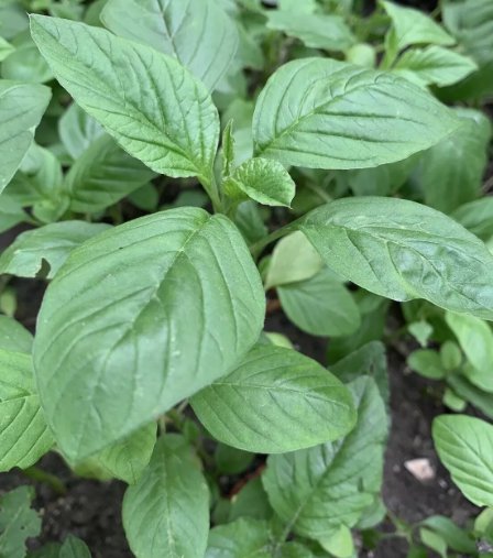 Green Amaranth Chinese Spinach Green 2000 Seeds Vegetable Herb Garden Seed Packs for Sale