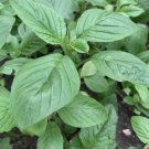 Green Amaranth Chinese Spinach Green 2000 Seeds Vegetable Herb Garden Seed Packs for Sale
