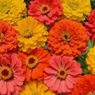 Fruity Beauty Zinnia Flower 100 Seeds Vegetable Herb Garden Seed Packs for Sale