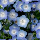 Baby Blue Eyes Nemophila Flower 200 Seeds Vegetable Herb Garden Seed Packs for Sale