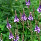 Blue Vervain Verbena Hastat 200 Seeds Vegetable Herb Garden Seed Packs for Sale