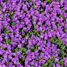 Purple Rockcress Flower 200 Seeds Vegetable Herb Garden Seed Packs for Sale