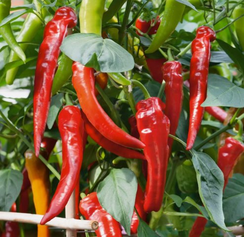 Cowhorn Pepper 25 Seeds Vegetable Herb Garden Seed Packs for Sale