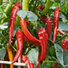 Cowhorn Pepper 25 Seeds Vegetable Herb Garden Seed Packs for Sale
