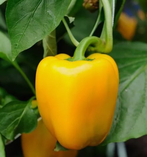 Canary Yellow Bell Pepper 50 Seeds Vegetable Herb Garden Seed Packs for Sale