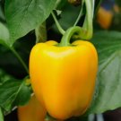 Canary Yellow Bell Pepper 50 Seeds Vegetable Herb Garden Seed Packs for Sale