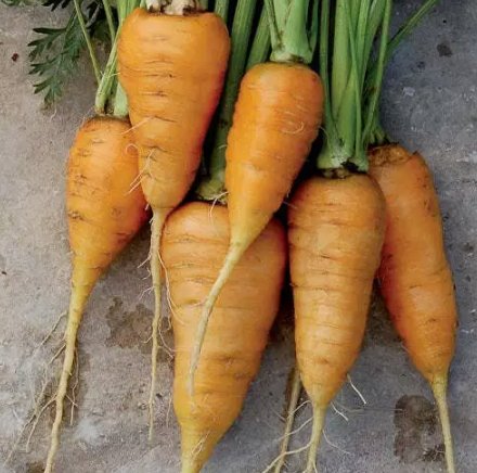 Oxheart Orange Carrot 150 Seeds Vegetable Herb Garden Seed Packs for Sale