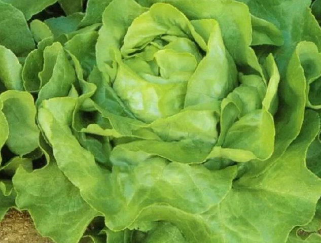 White Boston Lettuce 600 Seeds Vegetable Herb Garden Seed Packs for Sale