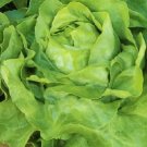 White Boston Lettuce 600 Seeds Vegetable Herb Garden Seed Packs for Sale