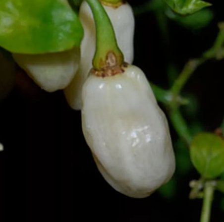 White Habanero Pepper 25 Seeds Vegetable Herb Garden Seed Packs for Sale