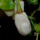 White Habanero Pepper 25 Seeds Vegetable Herb Garden Seed Packs for Sale