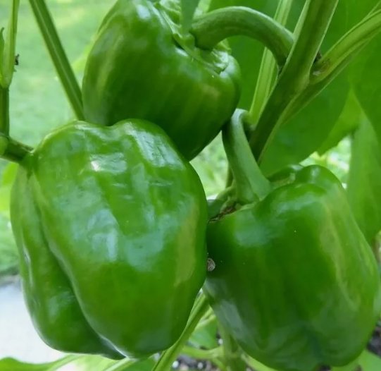 Emerald Giant Bell Pepper 50 Seeds Vegetable Herb Garden Seed Packs for Sale