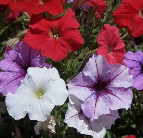 Dwarf Petunia Mix Petunia Nana Compacta Flower 2000 Seeds Vegetable Herb Garden Seed Packs for Sale