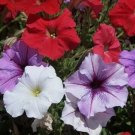 Dwarf Petunia Mix Petunia Nana Compacta Flower 2000 Seeds Vegetable Herb Garden Seed Packs for Sale