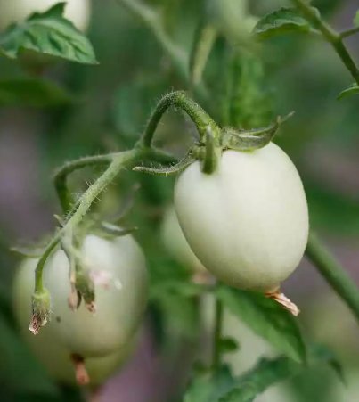 White Egg Eggplant Solanum Melongena 50 Seeds Vegetable Herb Garden Seed Packs for Sale