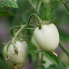 White Egg Eggplant Solanum Melongena 50 Seeds Vegetable Herb Garden Seed Packs for Sale