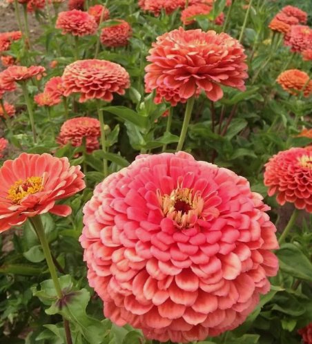 Coral Zinnia Elegans Cut Flower 100 Seeds Vegetable Herb Garden Seed Packs for Sale