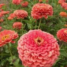Coral Zinnia Elegans Cut Flower 100 Seeds Vegetable Herb Garden Seed Packs for Sale