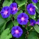 Blue Star Morning Glory ipomea Tricolor Flower 30 Seeds Vegetable Herb Garden Seed Packs for Sale