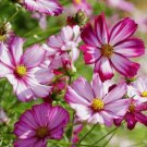 Cosmos Radiance Flower 100 Seeds Vegetable Herb Garden Seed Packs for Sale