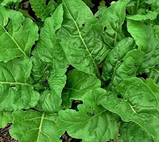 Perpetual Spinach Swiss Chard 50 Seeds Vegetable Herb Garden Seed Packs for Sale