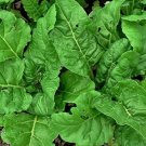 Perpetual Spinach Swiss Chard 50 Seeds Vegetable Herb Garden Seed Packs for Sale