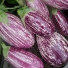 Eggplant Pandora Striped Rose 50 Seeds Vegetable Herb Garden Seed Packs for Sale
