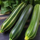 Cocozelle Zucchini Summer Squash 15 Seeds Vegetable Herb Garden Seed Packs for Sale