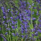 Blue Sage Salvia Farinacea 100 Seeds Vegetable Herb Garden Seed Packs for Sale