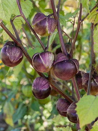 Deep Purple Tomatillo Really Purple 50 Seeds Vegetable Herb Garden Seed Packs for Sale
