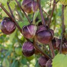Deep Purple Tomatillo Really Purple 50 Seeds Vegetable Herb Garden Seed Packs for Sale