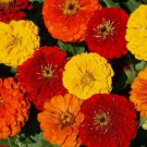 Lava Lamp Zinnia Flower 100 Seeds Vegetable Herb Garden Seed Packs for Sale