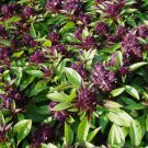Siam Queen Basil 200 Seeds Vegetable Herb Garden Seed Packs for Sale Siam Queen Basil 200 Seeds Vegetable Herb Garden Seed Packs for Sale