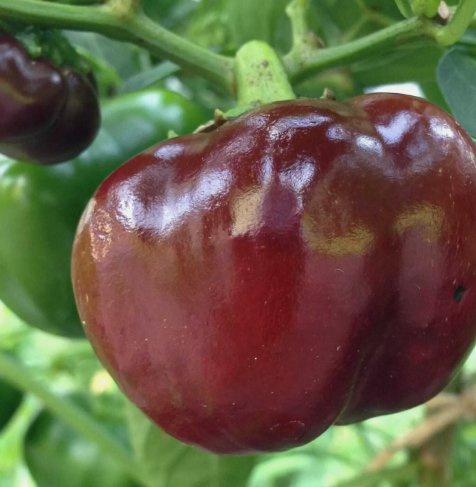 Chocolate Beauty Bell Pepper 30 Seeds Vegetable Herb Garden Seed Packs for Sale
