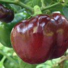 Chocolate Beauty Bell Pepper 30 Seeds Vegetable Herb Garden Seed Packs for Sale