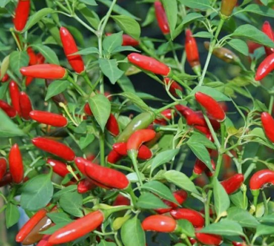 Pequin Chili Pepper 50 Seeds Vegetable Herb Garden Seed Packs for Sale