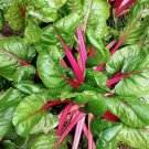 Pink Lipstick Swiss Chard 100 Seeds Vegetable Herb Garden Seed Packs for Sale