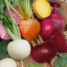 Rainbow Blend Beet Mix 50 Seeds Vegetable Herb Garden Seed Packs for Sale