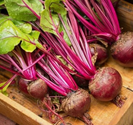 Lutz Green Leaf Red Stem Beet 50 Seeds Vegetable Herb Garden Seed Packs for Sale