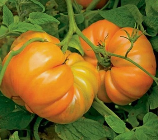 Kellogg's Breakfast Tomato 50 Seeds Vegetable Herb Garden Seed Packs for Sale