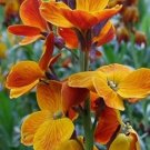 English Wallflower Cheiranthus Cheiri Flower 150 Seeds Vegetable Herb Garden Seed Packs for Sale