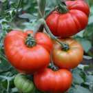 Marmande Tomato 50 Seeds Vegetable Herb Garden Seed Packs for Sale