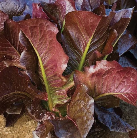 Red Romaine Lettuce 600 Seeds Vegetable Herb Garden Seed Packs for Sale