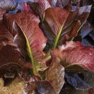 Red Romaine Lettuce 600 Seeds Vegetable Herb Garden Seed Packs for Sale