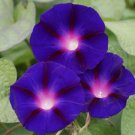 Morning Glory Grandpa Ott Purple Flower 30 Seeds Vegetable Herb Garden Seed Packs for Sale